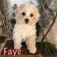 Faye, a female Bichon Frise and Shihpoo for sale in Byron, MI – Photo 3 of 3