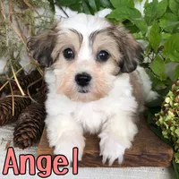 Angel, a female Shih Tzu and Bichpoo for sale in Byron, MI – 2 of 3
