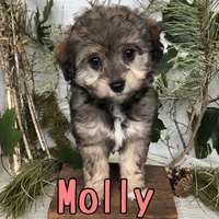 Molly, a female Miniature Aussiedoodle for sale in Byron, MI – 2 of 3
