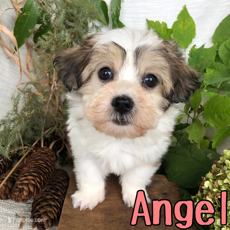 Angel – Shih Tzu, Bichpoo puppy for sale in Byron, MI