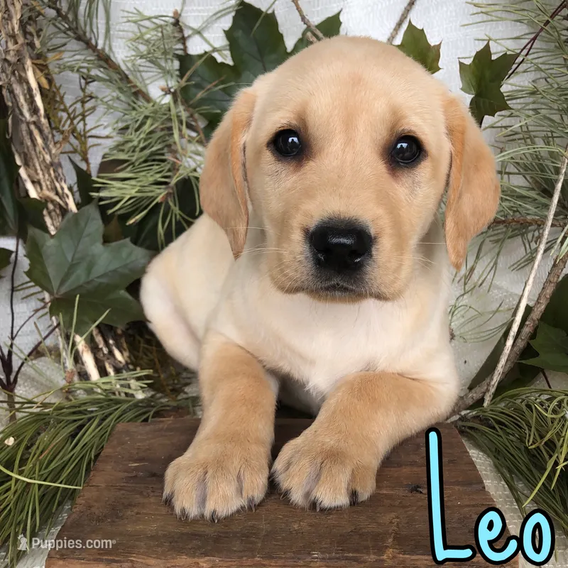 Leo – Labrador Retriever puppy for sale in Byron, MI