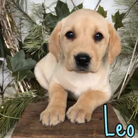 Leo, a male Labrador Retriever for sale in Byron, MI – 1 of 3