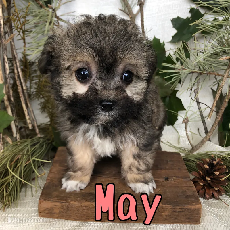 May – Miniature Aussiedoodle puppy for sale in Byron, MI