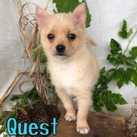 Quest, a male Pomchi for sale in Byron, MI – 3 of 3