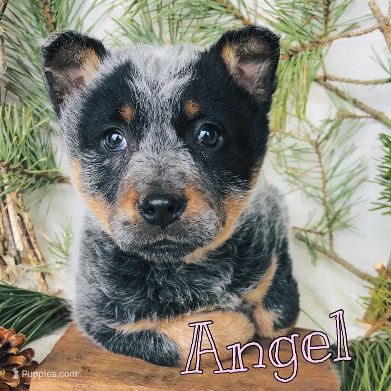 Angel – Australian Cattle Dog puppy for sale in Byron, MI