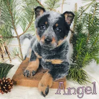 Angel, a female Australian Cattle Dog for sale in Byron, MI – Photo 2 of 3