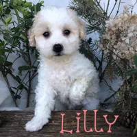 Lilly, a female Poodle - Toy  for sale in Byron, MI – Photo 2 of 3