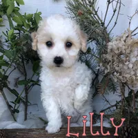 Lilly, a female Poodle - Toy  for sale in Byron, MI – Photo 3 of 3