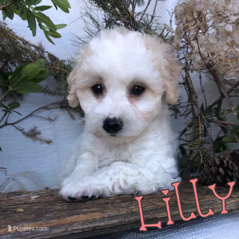 Lilly, a female Poodle - Toy  for sale in Byron, MI – Photo 1 of 3