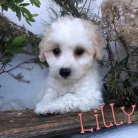 Lilly, a female Poodle - Toy  for sale in Byron, MI – Photo 1 of 3