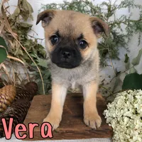 Vera, a female Pomeranian and Pug for sale in Byron, MI – 3 of 3