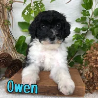 owen, a male Bichpoo for sale in Byron, MI – 3 of 3