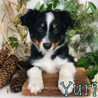 Yuri, a male Miniature Australian Shepherd for sale in Byron, MI – 2 of 4