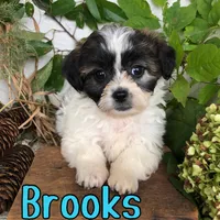 Brooks, a male Shihpoo for sale in Byron, MI – 3 of 3