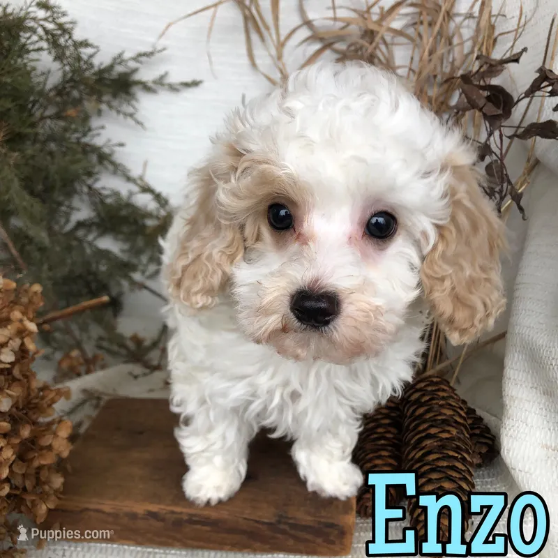Enzo – Poodle - Toy  puppy for sale in Byron, MI