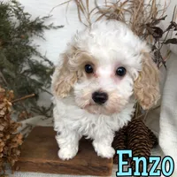 Enzo, a male Poodle - Toy  for sale in Byron, MI – Photo 1 of 3