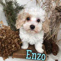 Enzo, a male Poodle - Toy  for sale in Byron, MI – Photo 3 of 3