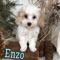 Enzo, a male Poodle - Toy  for sale in Byron, MI – Photo 2 of 3