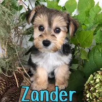 Zander, a male Yorkshire Terrier and Bichpoo for sale in Byron, MI – 2 of 3