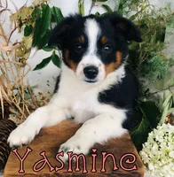Yasmine , a female Miniature Australian Shepherd for sale in Byron, MI – 2 of 3