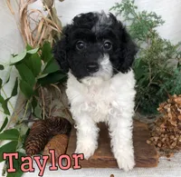 Taylor, a female Poodle - Toy  for sale in Byron, MI – 2 of 3