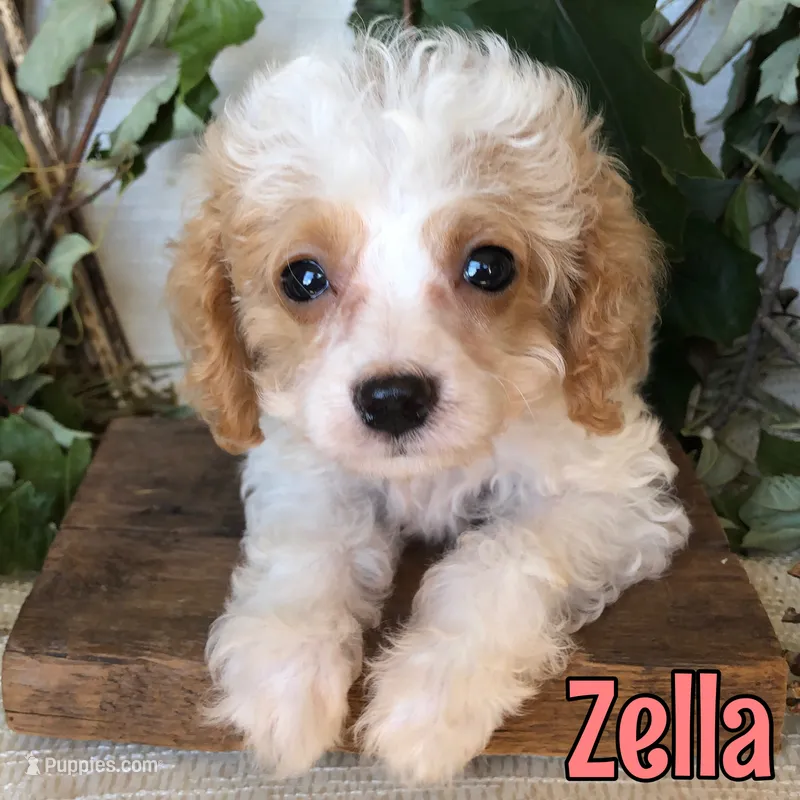 Zella – Cavapoo puppy for sale in Byron, MI