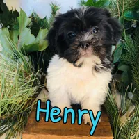 Henry, a female Shihpoo for sale in Byron, MI – 2 of 3