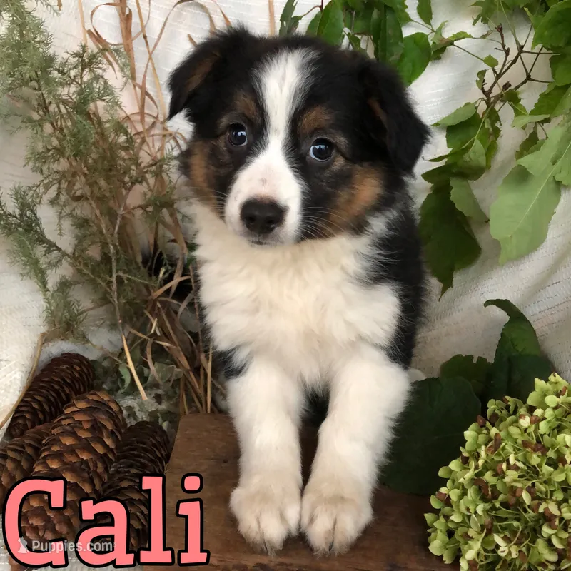 Cali – English Shepherd, Australian Shepherd puppy for sale in Byron, MI