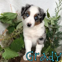Grady, a male Miniature Australian Shepherd for sale in Byron, MI – 3 of 3