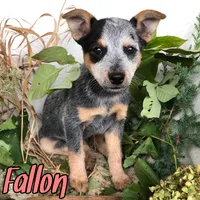 Fallon, a female Australian Cattle Dog for sale in Byron, MI – 1 of 3