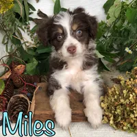 Miles, a male Miniature Aussiedoodle for sale in Byron, MI – 3 of 3