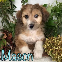 Mason, a male Miniature Aussiedoodle for sale in Byron, MI – 3 of 3