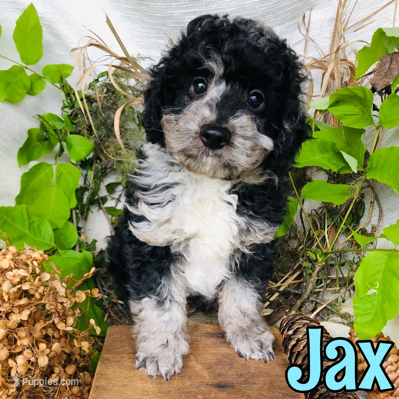 Jax – Poodle - Toy  puppy for sale in Byron, MI
