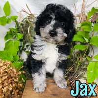 Jax, a male Poodle - Toy  for sale in Byron, MI – 1 of 3