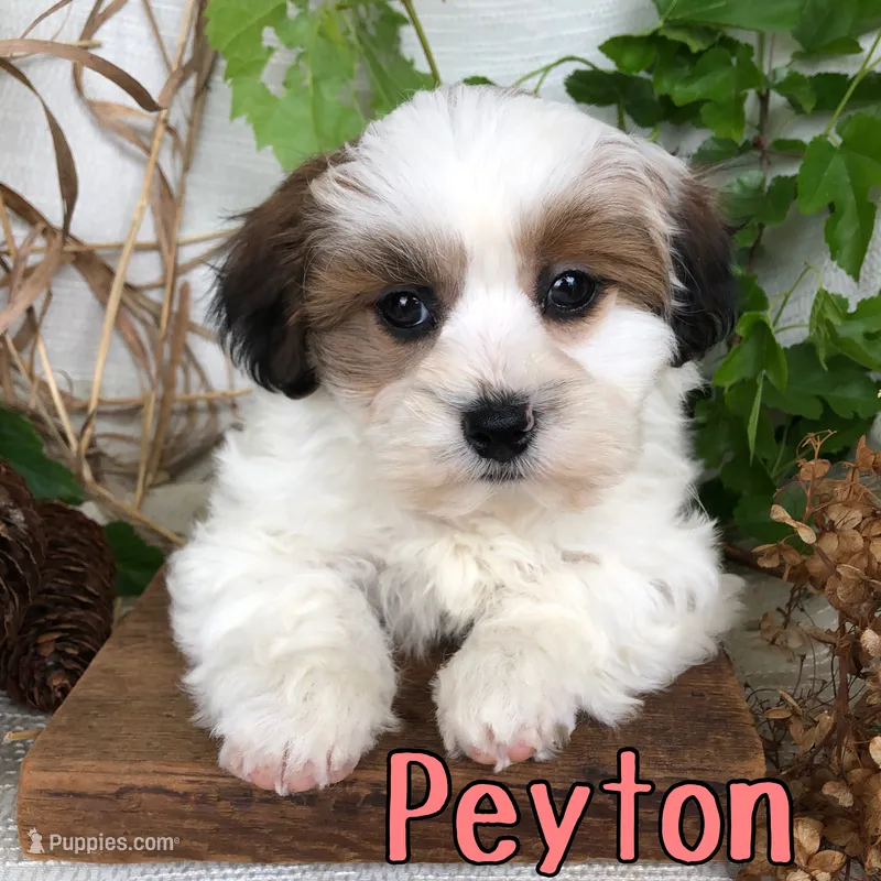 Peyton – Shihpoo puppy for sale in Byron, MI
