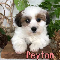 Peyton, a female Shihpoo for sale in Byron, MI – 1 of 3