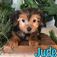 Jude, a female Yorkshire Terrier for sale in Byron, MI – 3 of 3