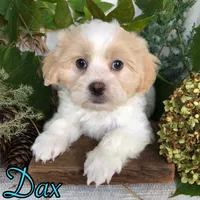 Dax, a male Shih Tzu and Bichpoo for sale in Byron, MI – 1 of 3