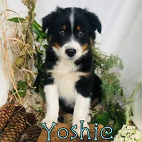 Yoshie, a male Miniature Australian Shepherd for sale in Byron, MI – 3 of 3