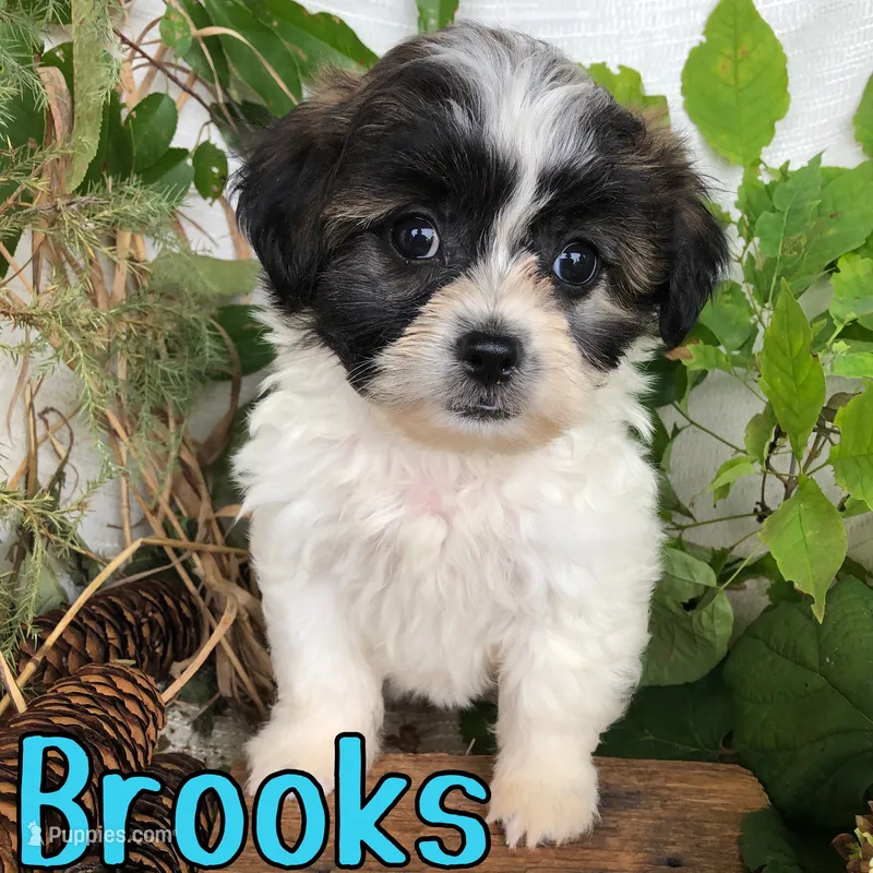 Brooks – Shihpoo puppy for sale in Byron, MI