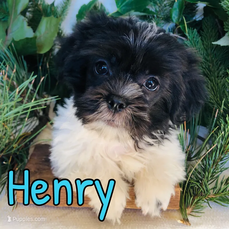 Henry – Shihpoo puppy for sale in Byron, MI