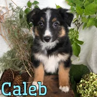 Caleb, a male English Shepherd and Australian Shepherd for sale in Byron, MI – 2 of 3