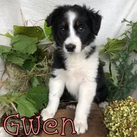 Gwen, a female Miniature Australian Shepherd for sale in Byron, MI – 2 of 3