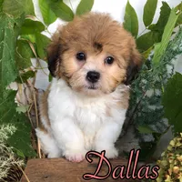 Dallas, a female Shih Tzu and Bichpoo for sale in Byron, MI – 3 of 3