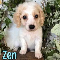 Zen, a female Cavapoo for sale in Byron, MI – 2 of 3