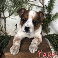 Yara , a female Australian Cattle Dog for sale in Byron, MI – Photo 3 of 3