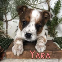 Yara , a female Australian Cattle Dog for sale in Byron, MI – Photo 1 of 3