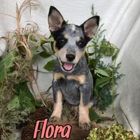 Flora, a female Australian Cattle Dog for sale in Byron, MI – 1 of 3