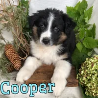 Cooper, a male English Shepherd and Australian Shepherd for sale in Byron, MI – 3 of 3