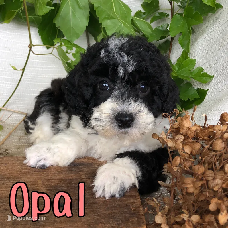 Opal – Bichpoo puppy for sale in Byron, MI
